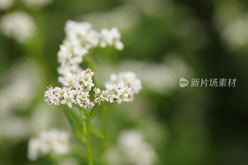 荞麦花