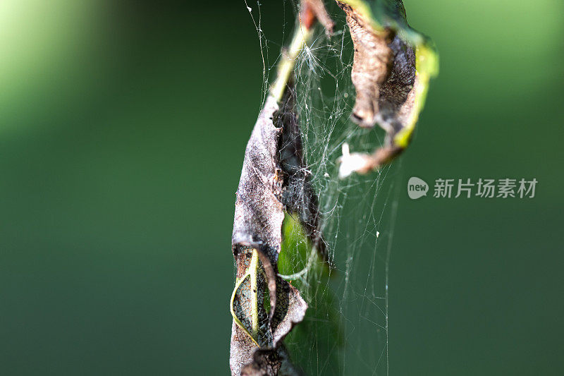 腐烂的叶子和蜘蛛网