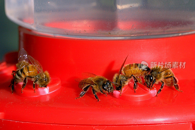 蜂鸟喂食器旁的蜜蜂