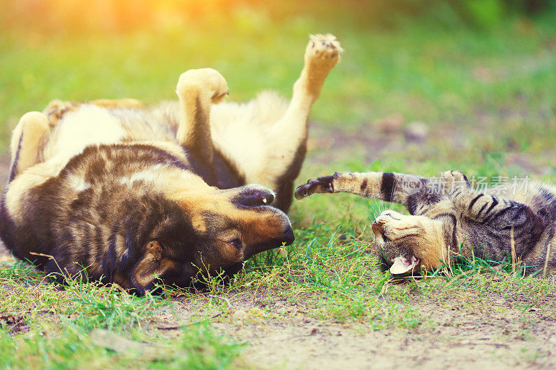 狗和猫最好的朋友一起在户外玩。躺在草地上。
