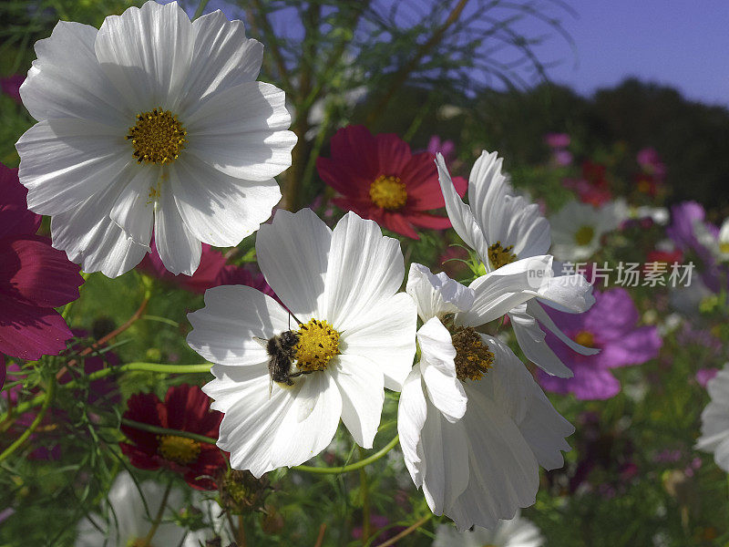 白色雏菊，蜜蜂和其他花