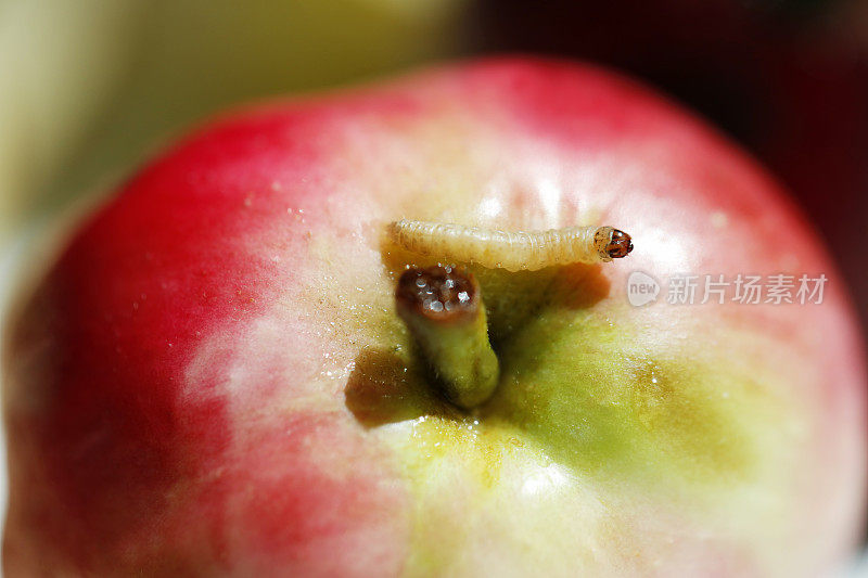 苹果与蠕虫