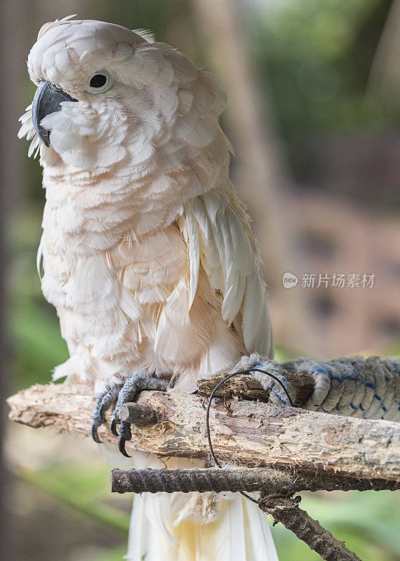 在巴哈马看到的摩鹿加凤头鹦鹉的特写。