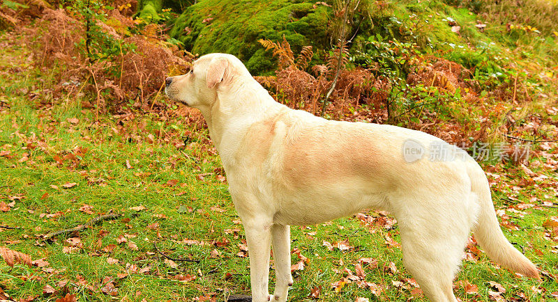 湖区的拉布拉多寻回犬