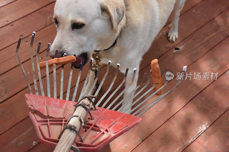 用香肠喂狗