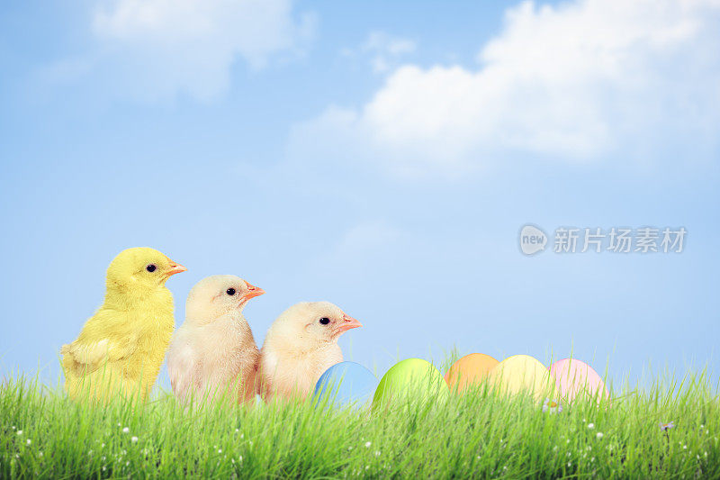 复活节彩蛋和小鸡在绿色的草地上的天空背景