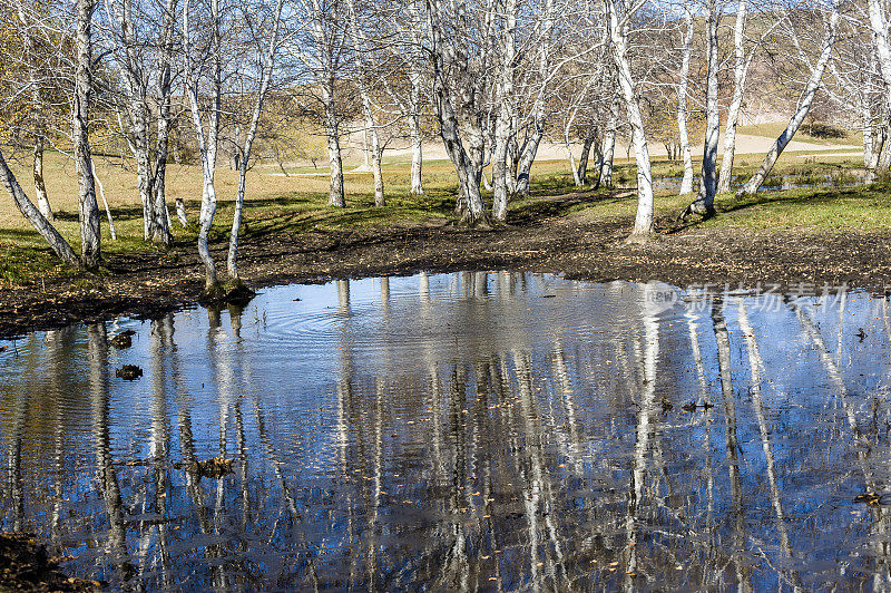 白桦树和水面上的倒影