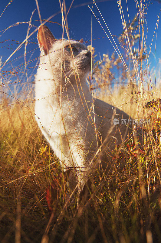 东奇尼猫的猫