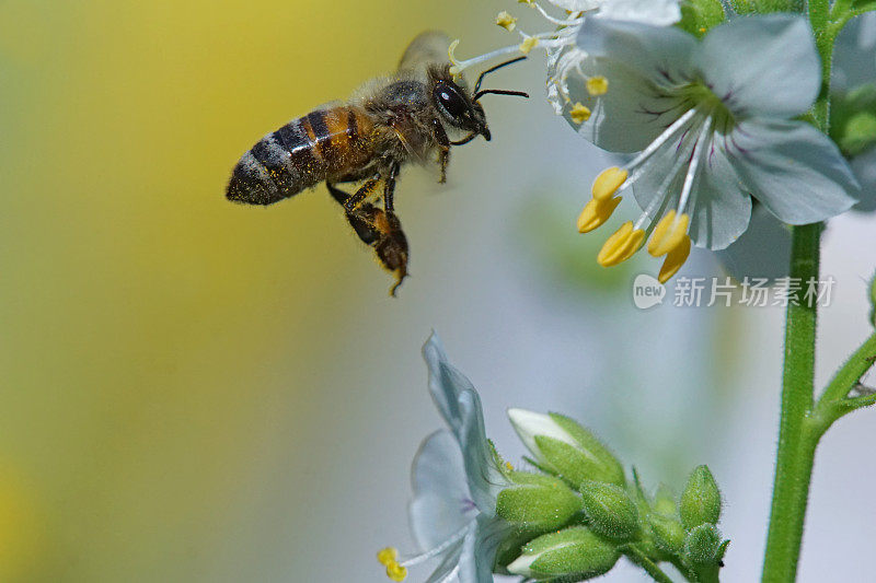 蜜蜂与雨滴