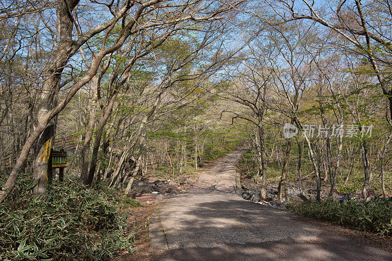 春天森林通路