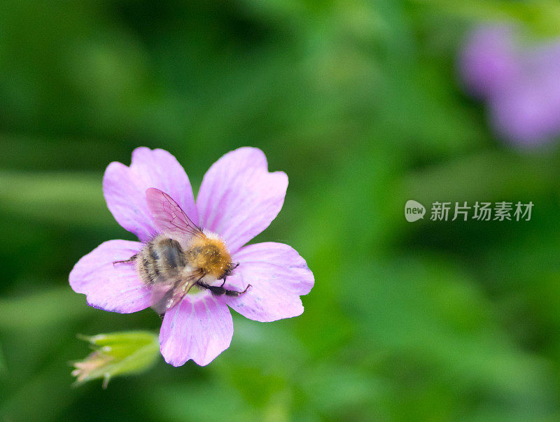 花上的蜜蜂