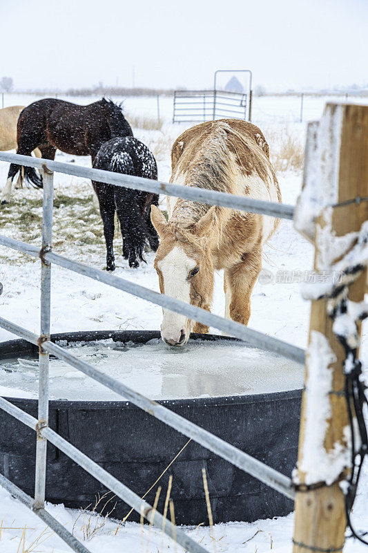 马舔在冰冻的水槽在冬季犹他州暴风雪暴风雪