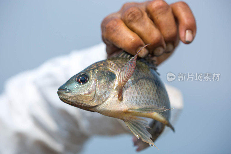 缅甸:茵莱湖的渔民