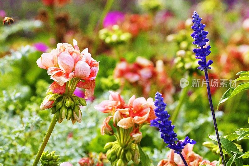 五彩缤纷的花卉自然图案——花坛花园休闲景观