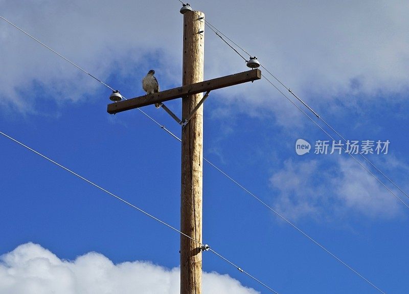 布蒂奥·雷加利斯