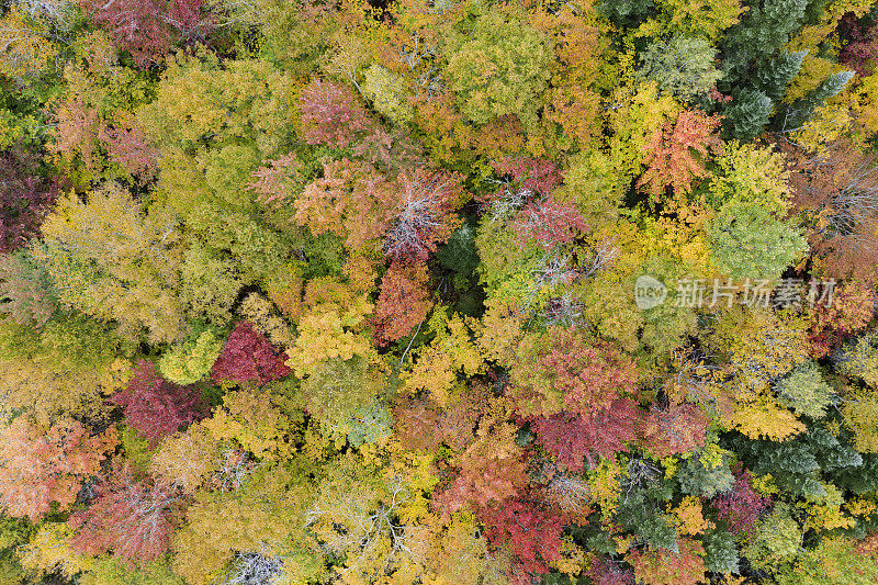 鸟瞰图的北方森林自然在秋季，魁北克，加拿大