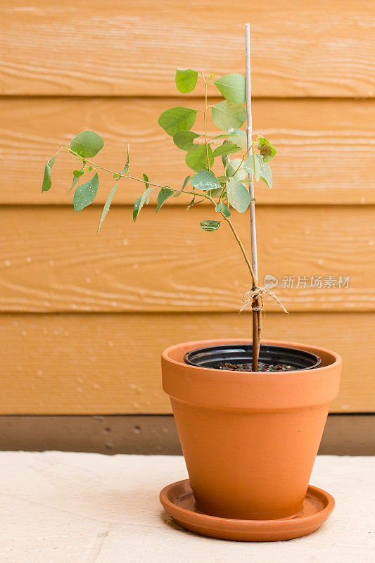 桉树“幸运的国家”植物