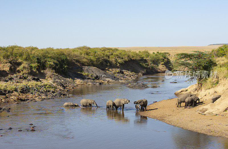 大象与河马一起穿越马拉河，奥拉雷·摩托罗吉保护区，马赛马拉，肯尼亚