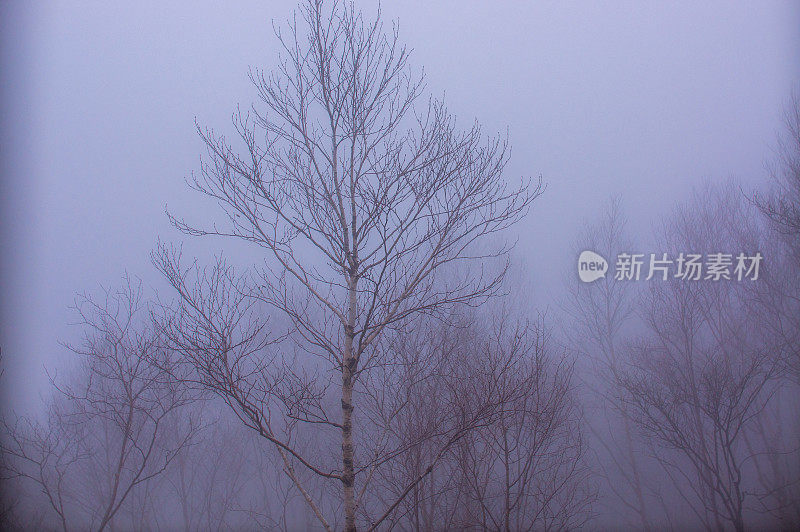 赤城山的树木被雾遮住了