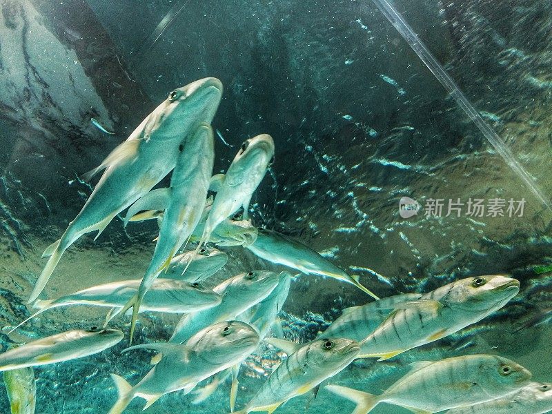 在海洋博物馆水族馆