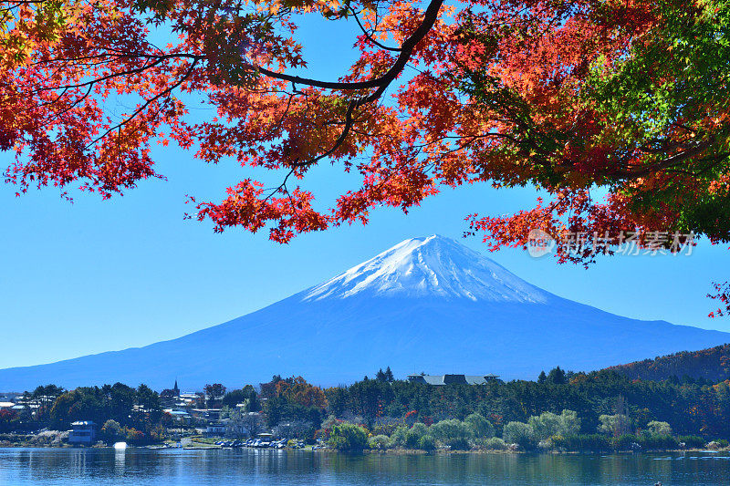 日本富士五湖地区的富士山和秋叶色