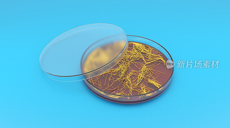 细菌在培养皿中生长的细菌