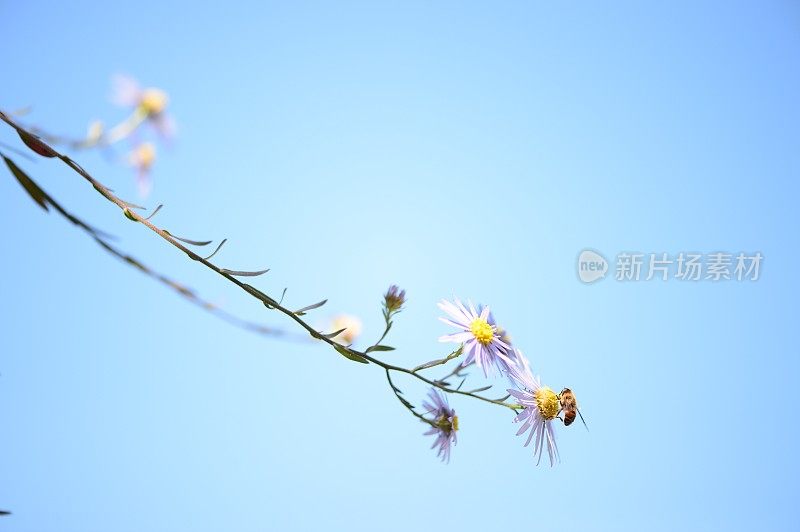 鬃毛发aster