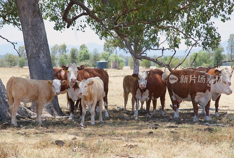 小草喂牛，小牛站在树下