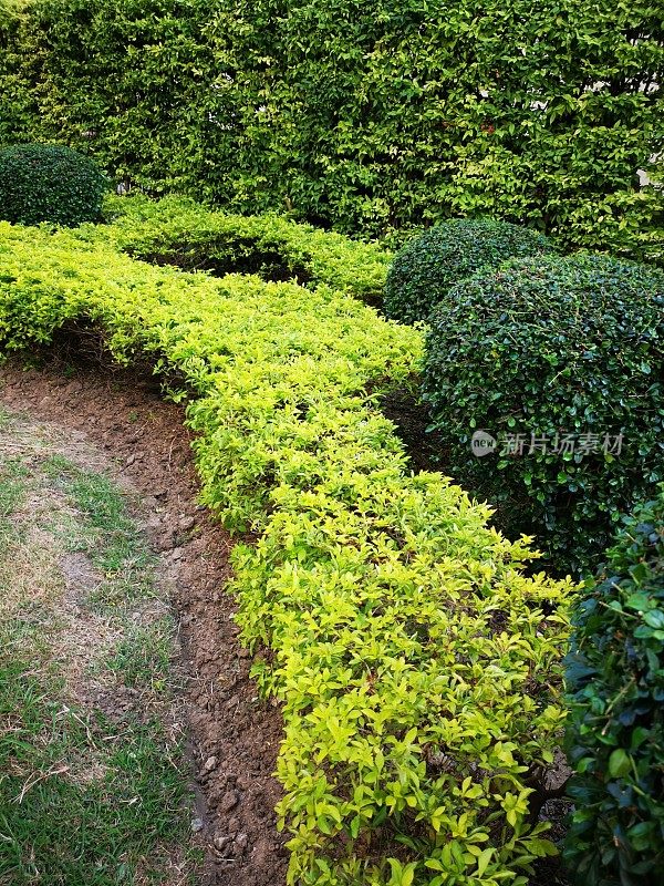 种植热带花园