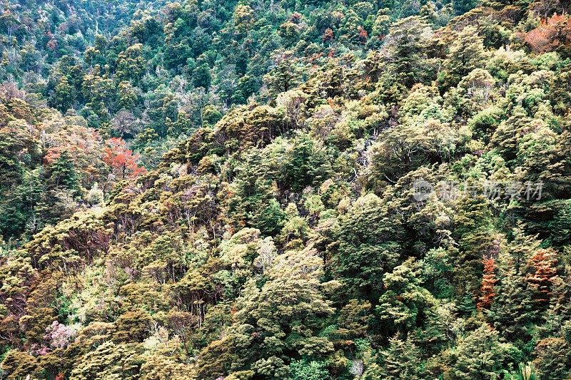 原生灌木林地背景