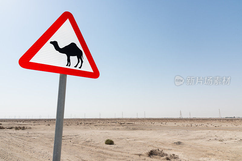 骆驼穿越标志卡塔尔沙漠公路
