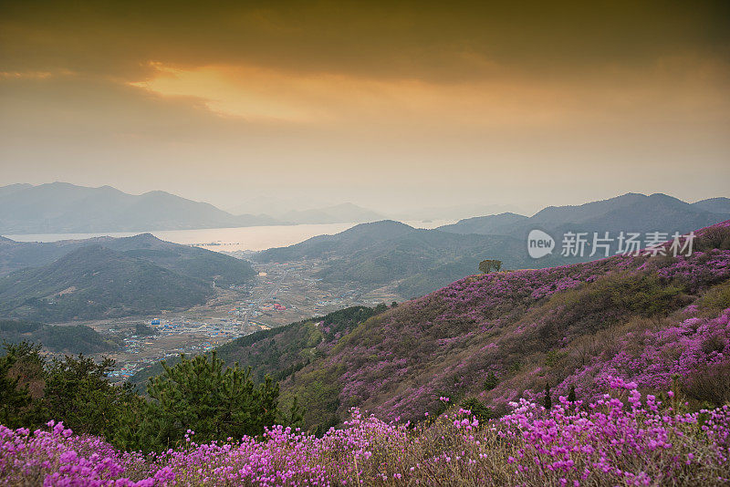 杜鹃花山上日出