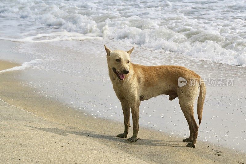 沙棕色的印度野狗溅水，杂种狗在海浪中嬉戏游泳，Cherai海滩海滨潮，科钦，喀拉拉邦，印度