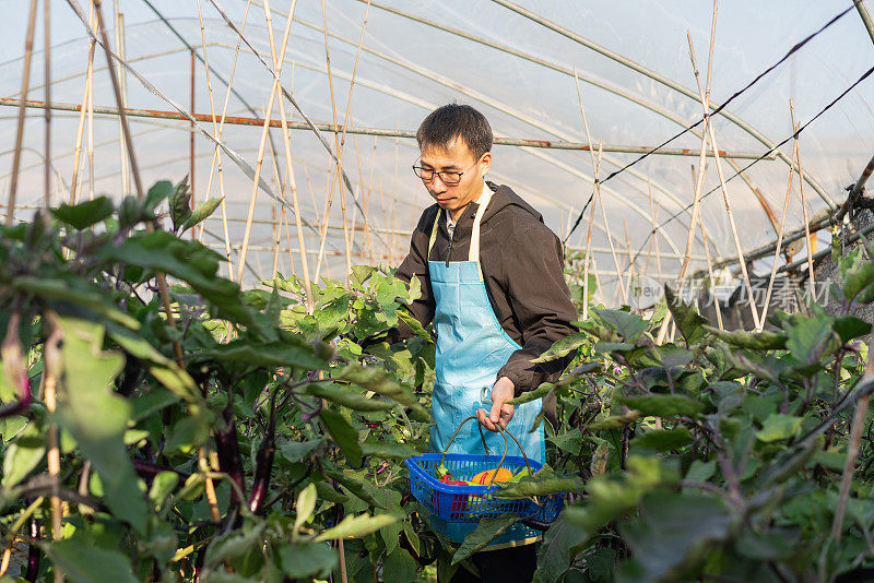 在蔬菜温室工作的农民