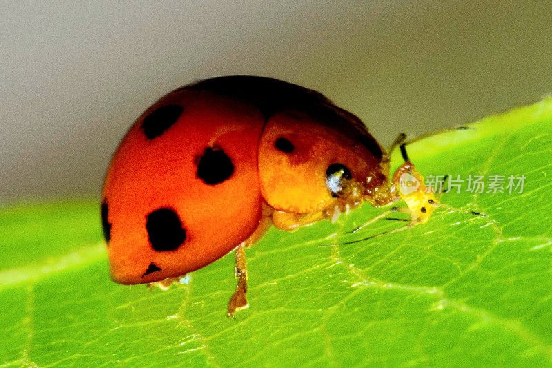 甲虫吃蚜虫-动物行为。