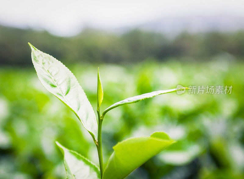 茶植物生长