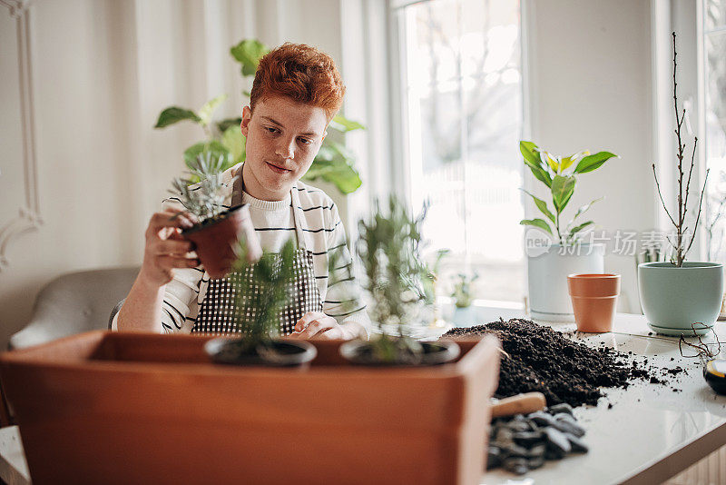 红发少年在家里种植室内植物