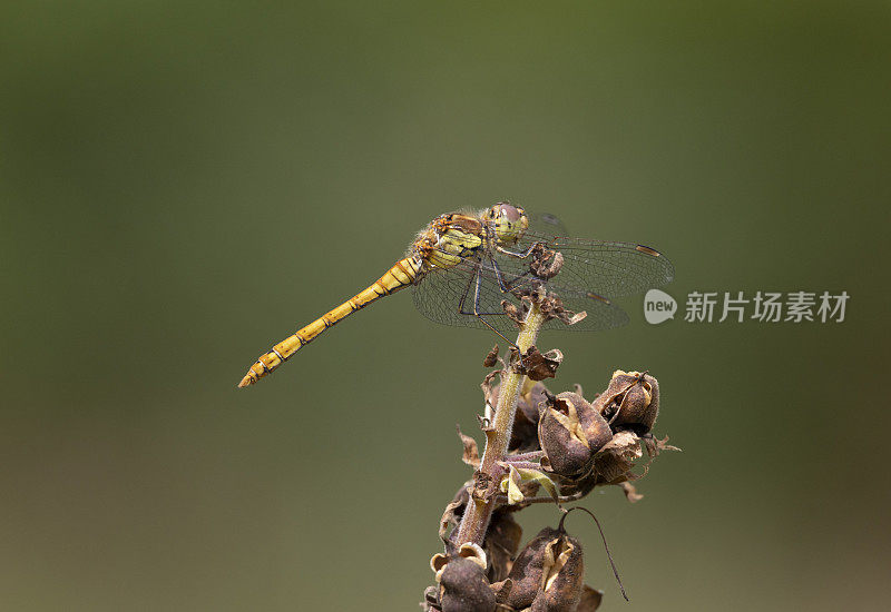 普通飞镖蜻蜓