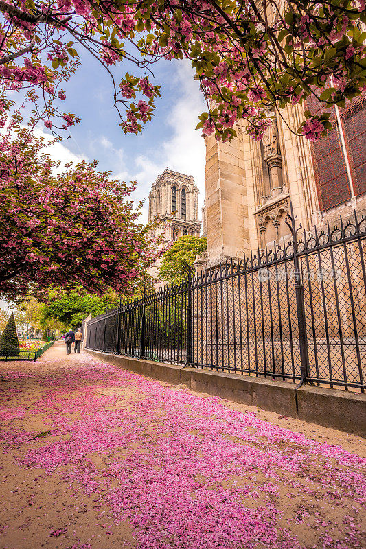 法国巴黎，巴黎圣母院的春天开花树