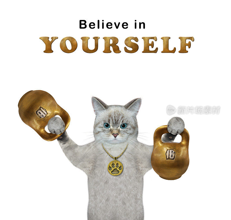 猫灰色举起金色的壶铃