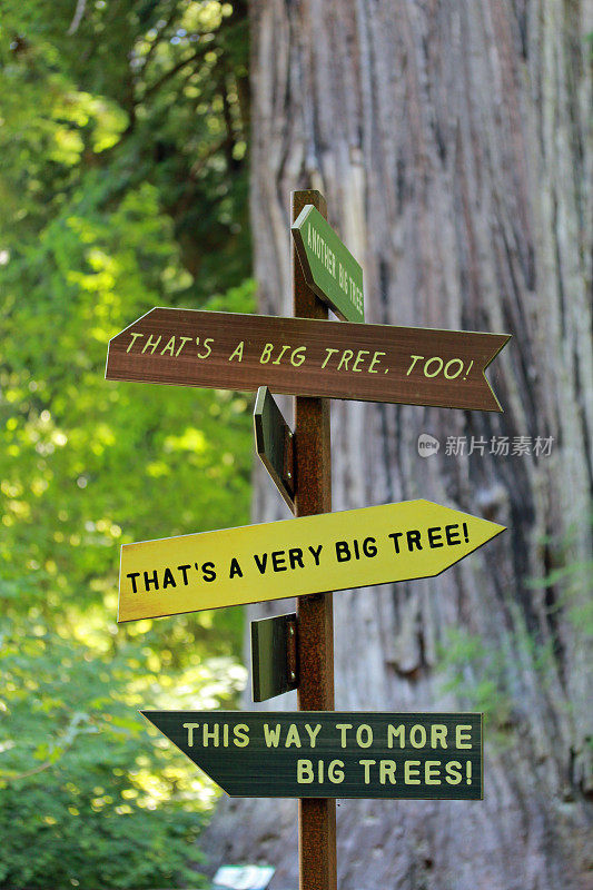 红杉州立公园大树标志