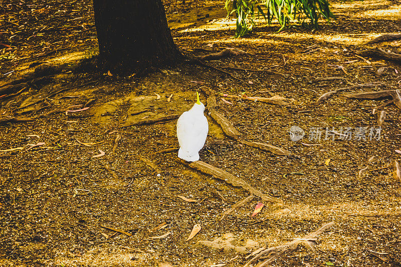 澳洲大自然中的凤头鹦鹉。