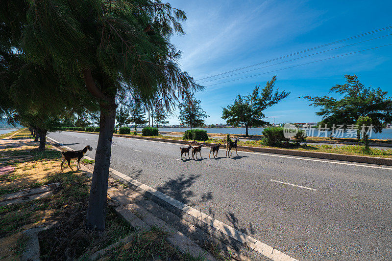 在宁顺的海岸公路上，山羊正在过马路