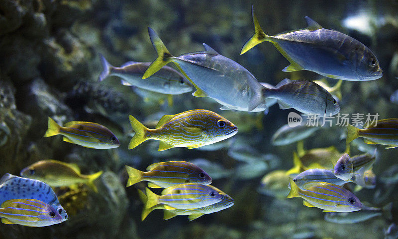 热带和水族鱼类