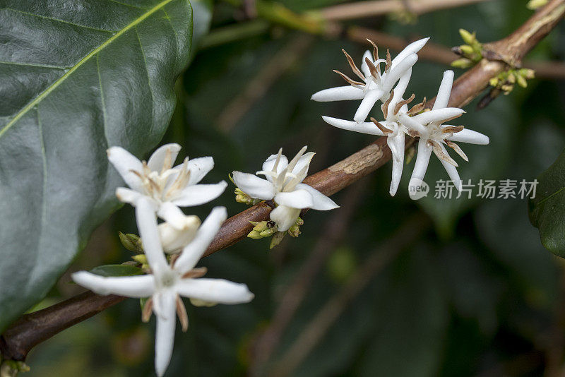 阿拉比卡咖啡树上开着白色的花