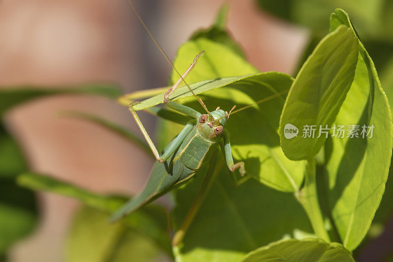 常见的绿色蚱蜢