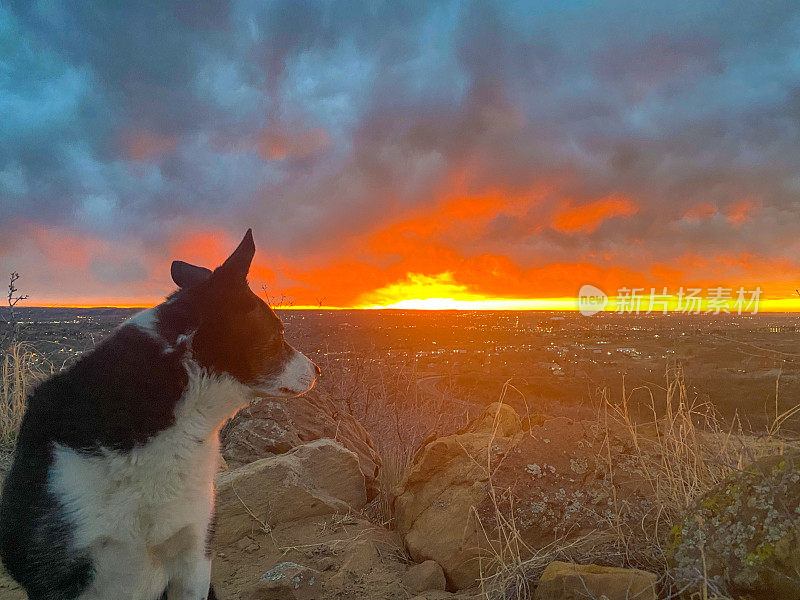 狗狗在科罗拉多斯普林斯看日出