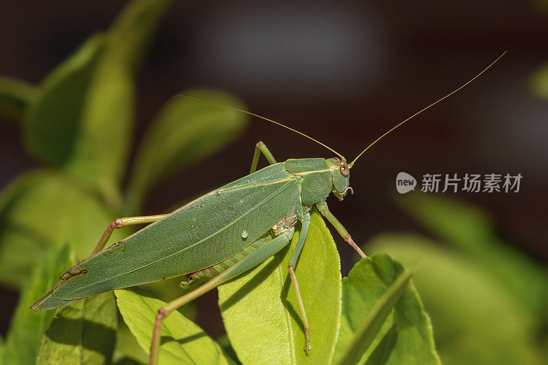 常见的绿色蚱蜢