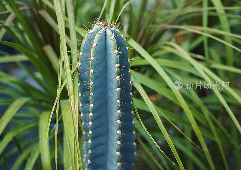 仙人掌植物，特写