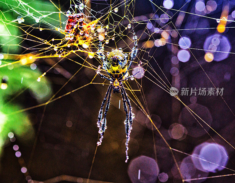 雨后，金色的圆球蜘蛛在她潮湿的闪闪发光的蛛网上的特写